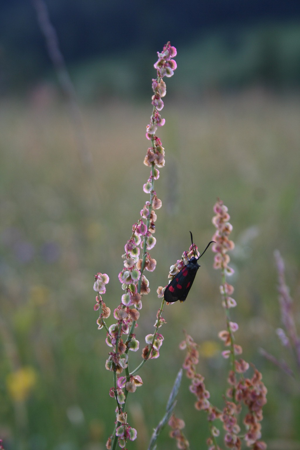 Zygaena lonicera?